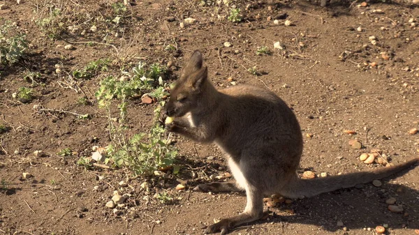 Afrikaanse baby kangoeroe zit en eet. Kangoeroe in de open ruimtes van Afrika. Dier in het wild — Stockfoto