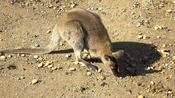 O canguru bebé africano senta-se e come. Canguru nos espaços abertos da África. Animais em estado selvagem — Fotografia de Stock