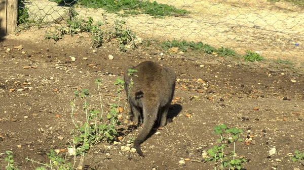 Afrikanisches Baby-Känguru sitzt mit dem Rücken auf der Suche nach Nahrung. Känguru in den offenen Räumen Afrikas. Tier in freier Wildbahn — Stockfoto