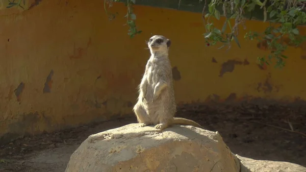 Μια μοναχική meerkat κάθεται σε μια πέτρα και κοιτάζει γύρω. Meerkat στον αφρικανικό ζωολογικό κήπο στην ύπαιθρο. Ζώα εκτός θέλησης — Φωτογραφία Αρχείου