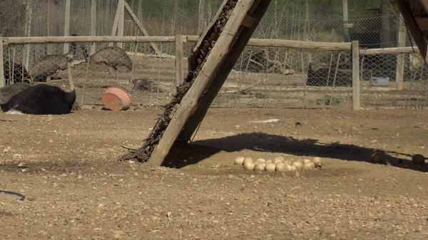 Avestruz africano se sienta en el suelo. Muchos huevos de avestruz yacen en el suelo. Aves en cautiverio . — Foto de Stock