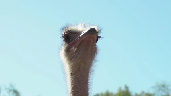 Avestruz africano. Primer plano de la cabeza de avestruz. Avestruz en los espacios abiertos de África. Un pájaro salvaje . — Foto de Stock