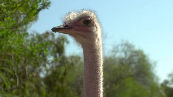 Afrikaanse struisvogel. Struisvogelkop van dichtbij. Struisvogel in de open ruimtes van Afrika. Een vogel in het wild. — Stockfoto