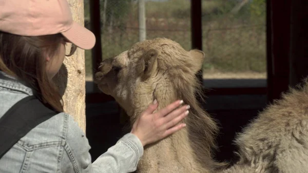 Una giovane donna che accarezza un cammello. Cammello a una gobba in uno zoo africano all'aria aperta. Animali fuori dalla volontà . — Foto Stock