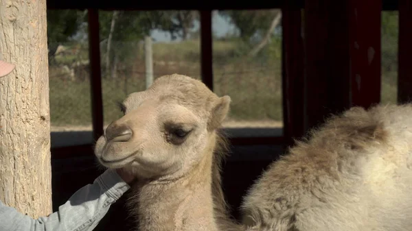 Una giovane donna che accarezza un cammello. Cammello a una gobba in uno zoo africano all'aria aperta. Animali fuori dalla volontà . — Foto Stock