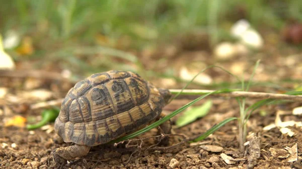 The little turtle is crawling. Wild nature. The turtle is slowly crawling. Side view — Stockfoto