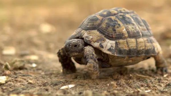 Die kleine Schildkröte krabbelt. Wilde Natur. die Schildkröte kriecht langsam. Seitenansicht — Stockfoto