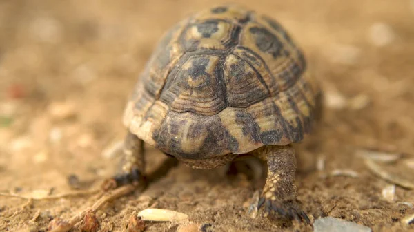 Die kleine Schildkröte krabbelt. Wilde Natur. die Schildkröte kriecht langsam. zurück — Stockfoto