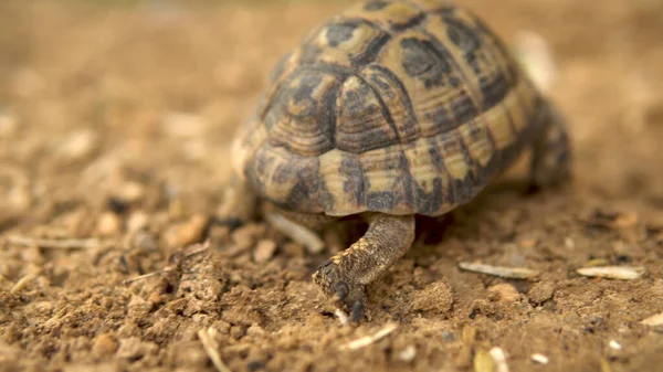 The little turtle is crawling. Wild nature. The turtle is slowly crawling. Back view — Stockfoto