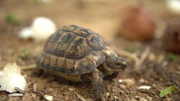 Die kleine Schildkröte krabbelt. Wilde Natur. die Schildkröte kriecht langsam. Frontansicht — Stockfoto