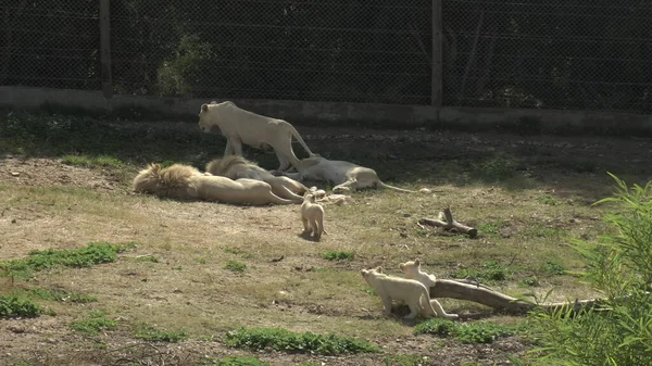 Weiße Löwenbabys folgen der Löwin zu anderen Löwen. Löwen im afrikanischen Zoo unter freiem Himmel. Tiere sind willenlos. eine bedrohte Tierart. — Stockfoto