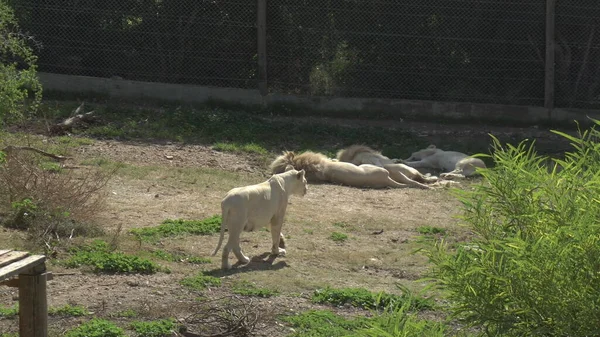 Weiße Löwin geht zu schlafenden Löwen. Löwen im afrikanischen Zoo unter freiem Himmel. Tiere sind willenlos. eine bedrohte Tierart — Stockfoto