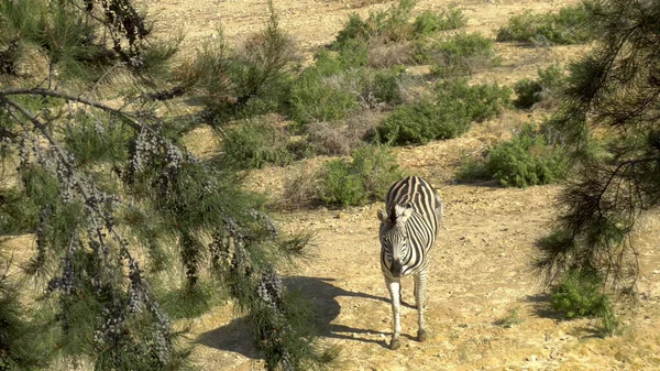 A zebra africana está de pé. Zebra na vastidão da África. Animais em estado selvagem — Fotografia de Stock