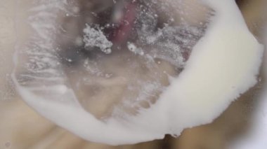 Kedi parlak beyaz bir arka planda bardaktan ekşi krema yalıyor. Kediler diline yakından bakar. Yavaş çekim 100 fps.