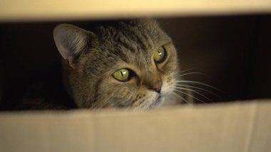 Bir İngiliz kedisi karton bir kutuda oturur ve bir çatlaktan bakar..