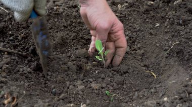 Bir adam toprağa lahana filizi ekiyor. Tohumlar yakın plan bir çiftlikte toprağa naklediliyor..