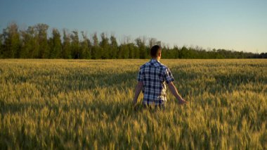 Gömlekli genç bir adam yeşil buğday tarlasında yürüyor. Bir adam buğdayın kulaklarına dokunur ve yürür. Arka plan.