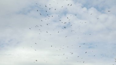 Büyük bir kartal sürüsü bulutların arkasında uçuyor..