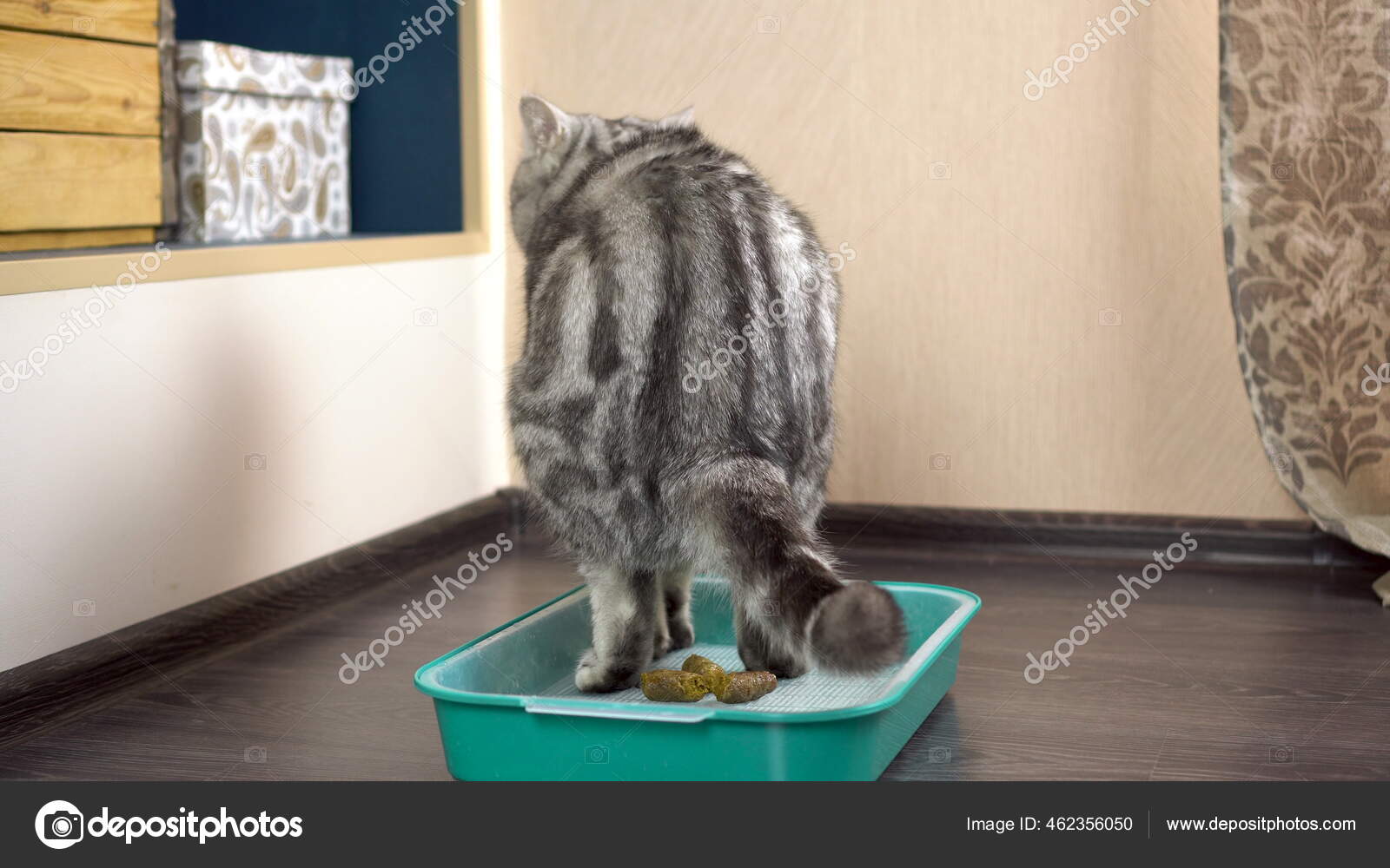 A gray British cat poops in a tray. Cat toilet in the room. Stock Photo