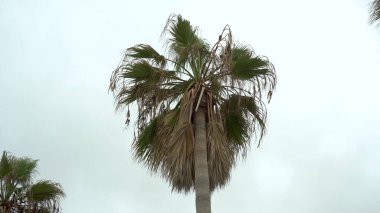 Güçlü bir rüzgarda sallanan kuru bir palmiye ağacı. Bulutlu. Aşağıdan görüntüle.