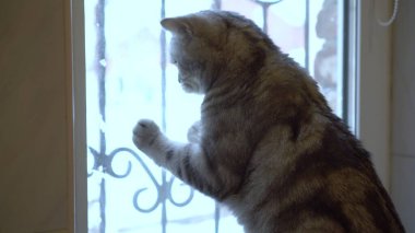 Gri bir İngiliz kedisi pencereden dışarı bakıyor. Kedi oynuyor..