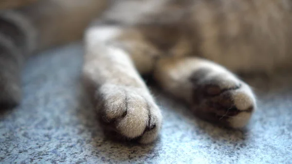 O gato britânico cinzento mente. Gatos patas fechar. — Fotografia de Stock