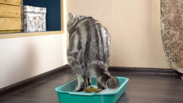 O pisică britanică gri cacă într-o tavă. Toaleta pisicii în cameră . Imagine de stoc