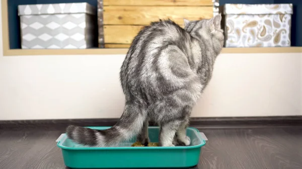 一只灰色的英国猫在盘子里大便.房间里的猫厕所. 免版税图库图片