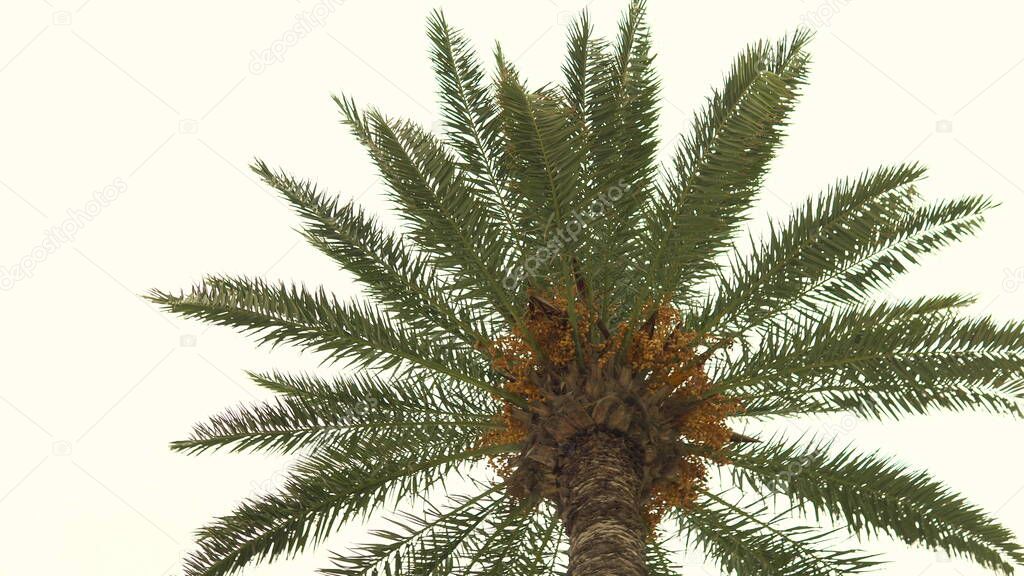 A young green palm tree sways from the wind. View from below.