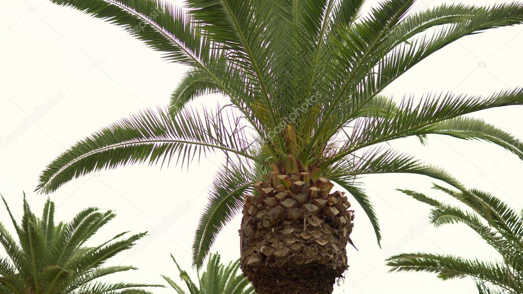A young green palm tree sways from the wind. View from below