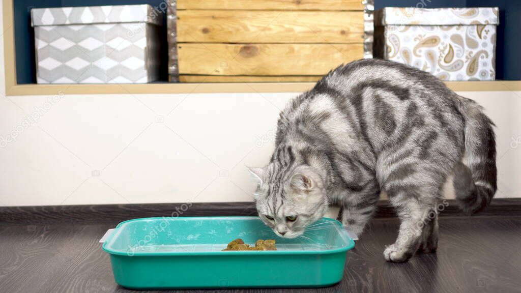 A gray British cat buries poop in a tray. Toilet of the cat in the room.