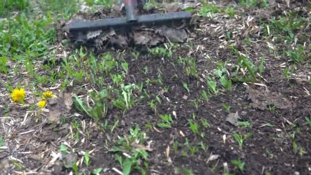 Gartenreinigung mit Rechen. Abgefallenes Laub mit Harken reinigen. — Stockvideo