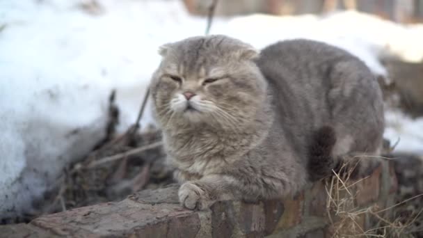 Σκωτσέζικη γκρίζα γάτα ξαπλωμένη στο δρόμο με φόντο το χιόνι. Αδέσποτος. — Αρχείο Βίντεο