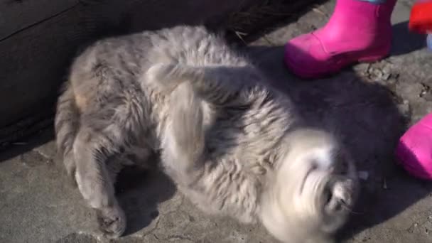 Un gatto grigio scozzese dalle orecchie pieghevoli giace sulla schiena e un bambino lo accarezza. Gatto randagio. — Video Stock