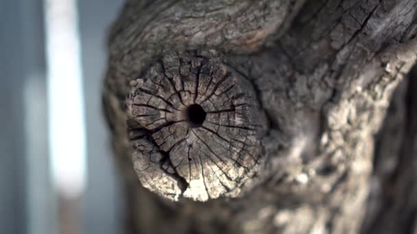 Ramitas de un viejo árbol seco de cerca. — Vídeos de Stock