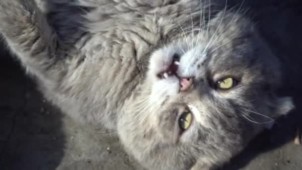 Шотландська сіра кішка, яка сидить на спині, грає на сонці. Котячий гарнір.. — стокове відео