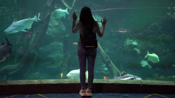 Uma jovem mulher no aquário olha para a vida marinha. A menina olha para o peixe nadador. — Vídeo de Stock