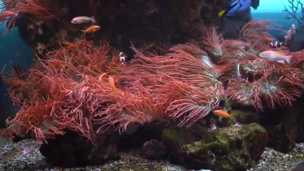 Pequenos peixes nadam no aquário contra o fundo de anêmonas. Vida marinha no oceanário. — Vídeo de Stock