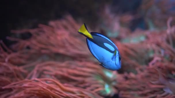 Blaufischchirurg schwimmt im Aquarium aus nächster Nähe. Meereslebewesen im Ozeanarium. — Stockvideo