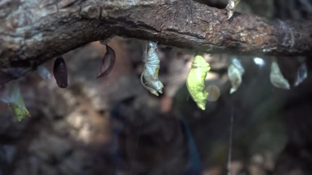 Several butterfly pupae on a branch in the terrarium behind glass. Walk in the zoo. — Stock Video