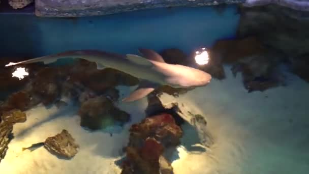 Köpekbalığı okyanus manzarasında sakince yüzer.. — Stok video