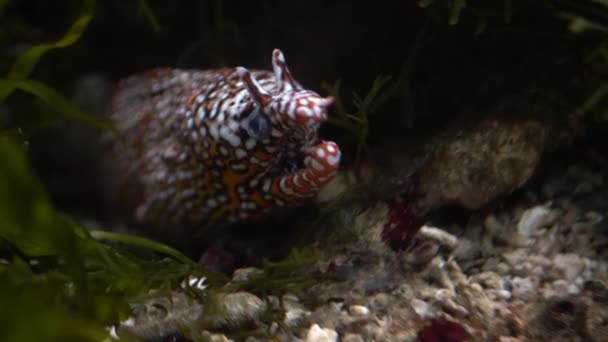 Ένας δράκος moray χέλι κρύβεται σε μια σπηλιά στο βυθό του ωκεανού από κοντά. Επίσκεψη στο ωκεάνιο. — Αρχείο Βίντεο