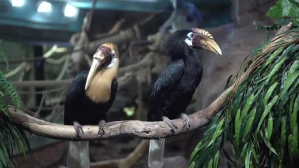 Dois kalaos papuanos estão sentados em um ramo em um aviário atrás de um copo. Caminhe no zoológico. — Vídeo de Stock