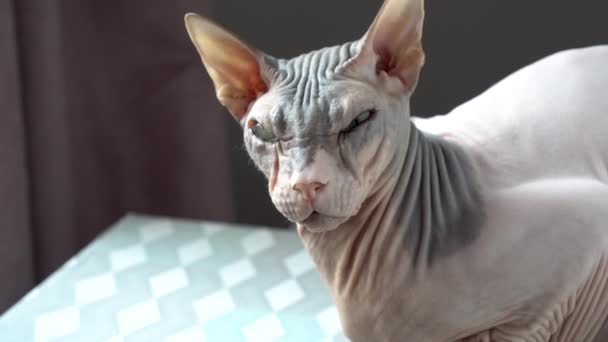 Sphynx kat kijkt naar de camera. Kale kat close-up. — Stockvideo