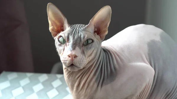 Sphynx kat kijkt naar de camera. Kale kat close-up. — Stockfoto