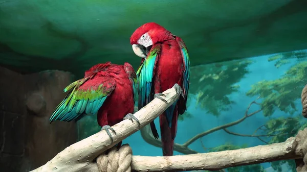 Dos grandes loros guacamayos están sentados en una rama en un aviario detrás de un vaso. Caminar en el zoológico. —  Fotos de Stock