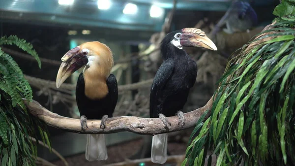 Dos kalaos papúes están sentados en una rama en un aviario detrás de un vaso. Caminar en el zoológico. —  Fotos de Stock