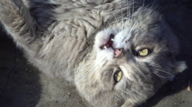 Katlanmış bir İskoç gri kedisi sırt üstü yatar ve güneşte oynanır. Sokak kedisi yakın çekim.