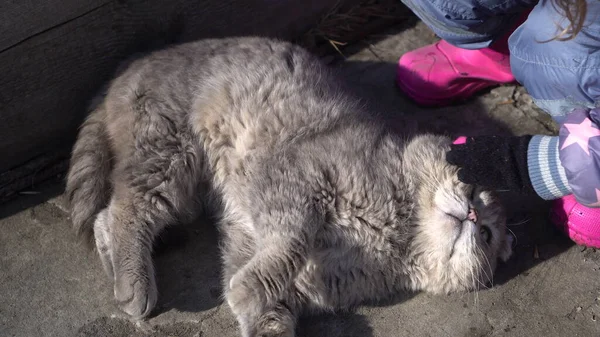 Seekor kucing abu-abu Skotlandia bertelinga dua terletak di punggungnya dan seorang anak menggoresnya. Kucing liar. — Stok Foto