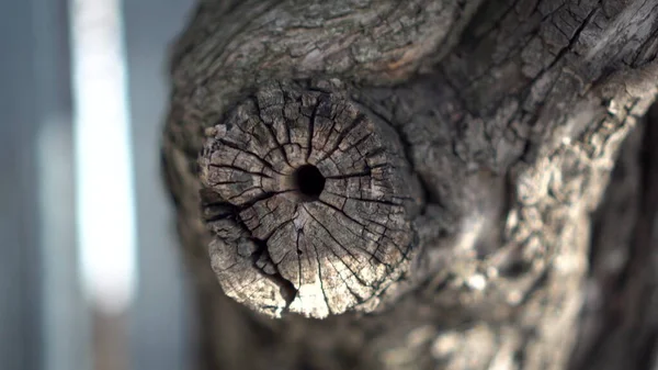 特写镜头下一棵老的干枯树的树枝. — 图库照片
